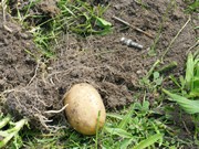 Vykopali jsme hřbitov odpadků